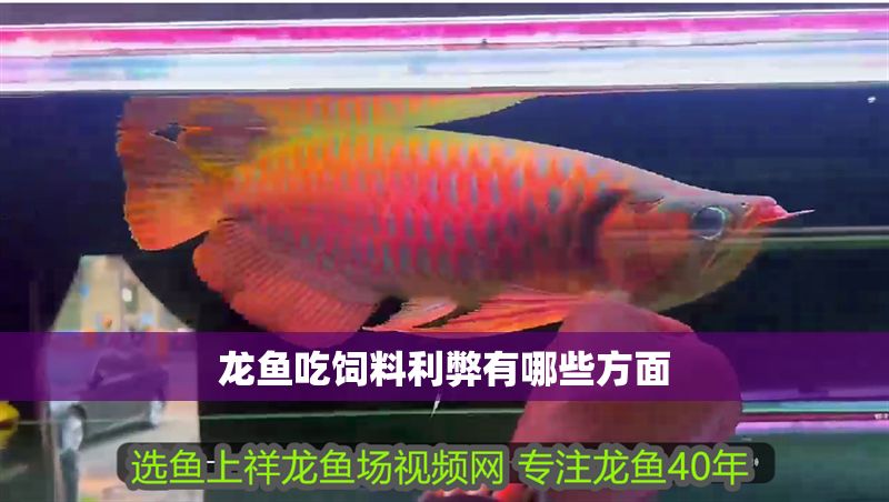 龍魚吃飼料利弊有哪些方面