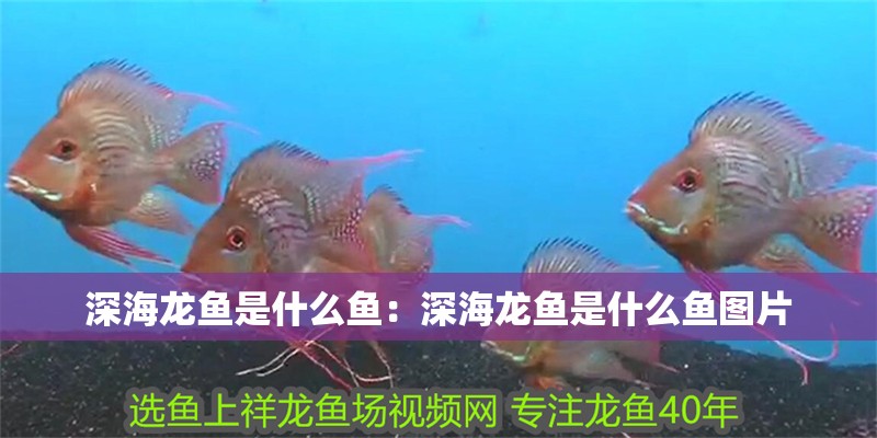 深海龍魚是什么魚：深海龍魚是什么魚圖片