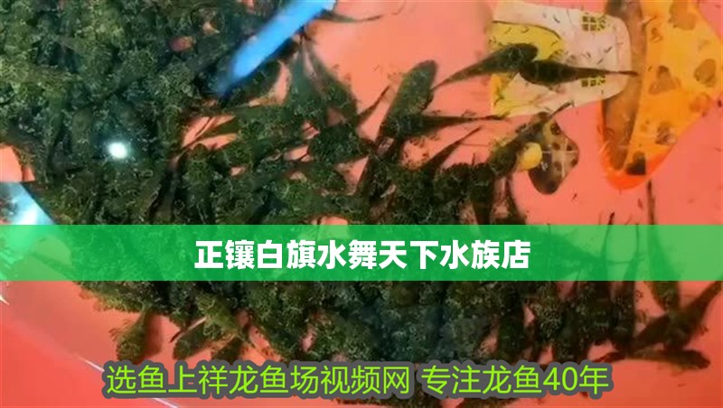 正鑲白旗水舞天下水族店