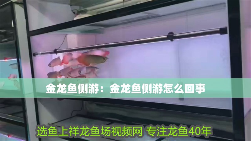金龍魚側(cè)游：金龍魚側(cè)游怎么回事