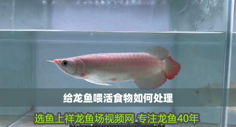 給龍魚喂活食物如何處理