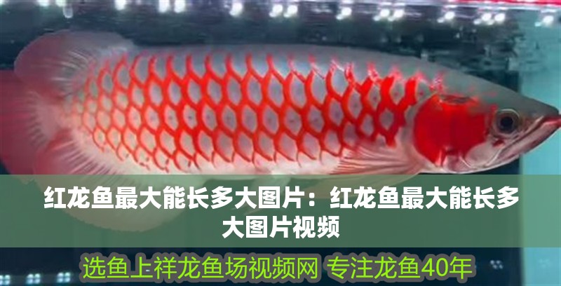 紅龍魚最大能長(zhǎng)多大圖片：紅龍魚最大能長(zhǎng)多大圖片視頻