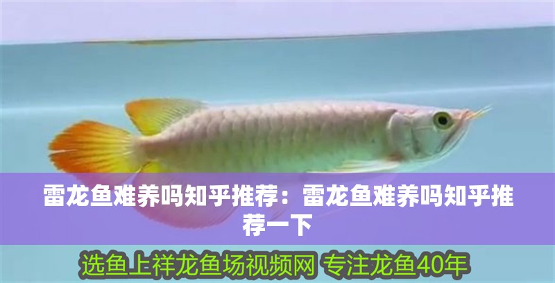 雷龍魚難養嗎知乎推薦：雷龍魚難養嗎知乎推薦一下