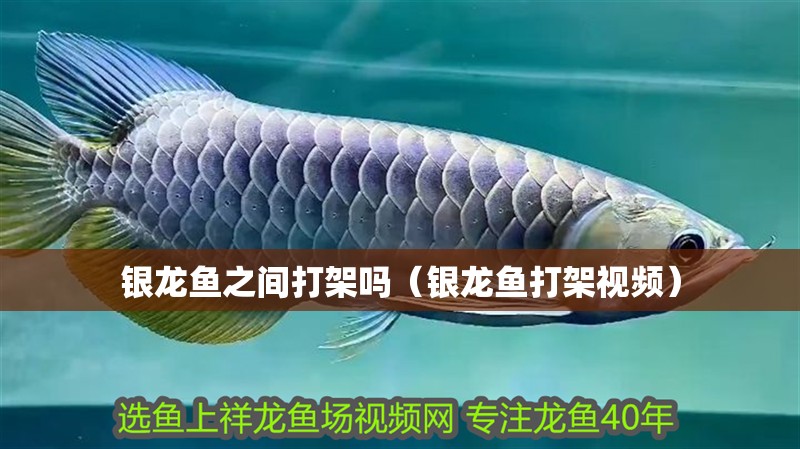 銀龍魚之間打架嗎（銀龍魚打架視頻）