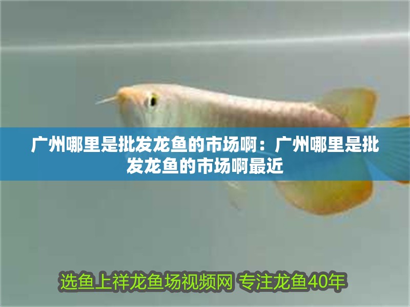 廣州哪里是批發龍魚的市場啊：廣州哪里是批發龍魚的市場啊最近