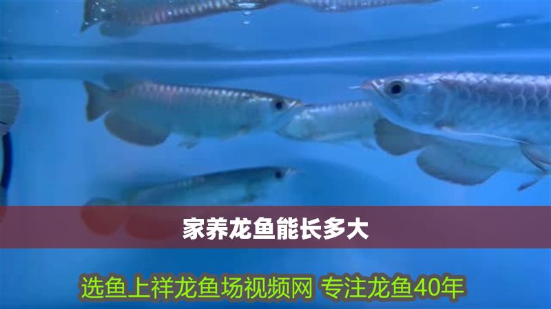 家養(yǎng)龍魚能長多大 家養(yǎng)龍魚能長多大 龍魚百科 第2張