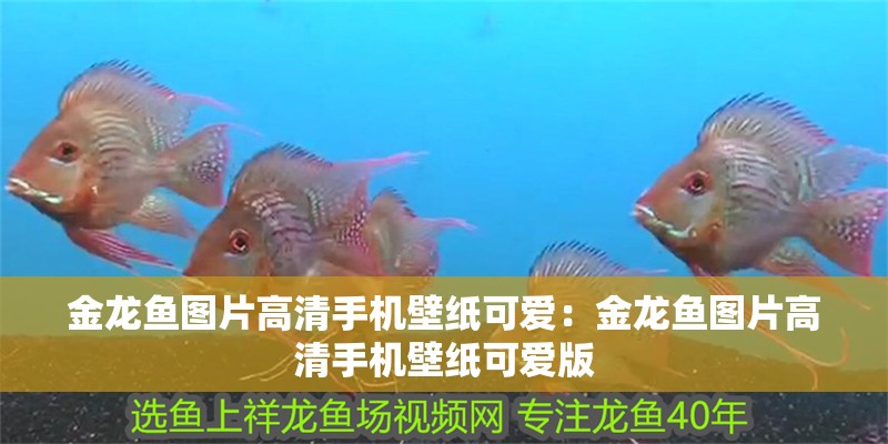 金龍魚圖片高清手機壁紙可愛：金龍魚圖片高清手機壁紙可愛版