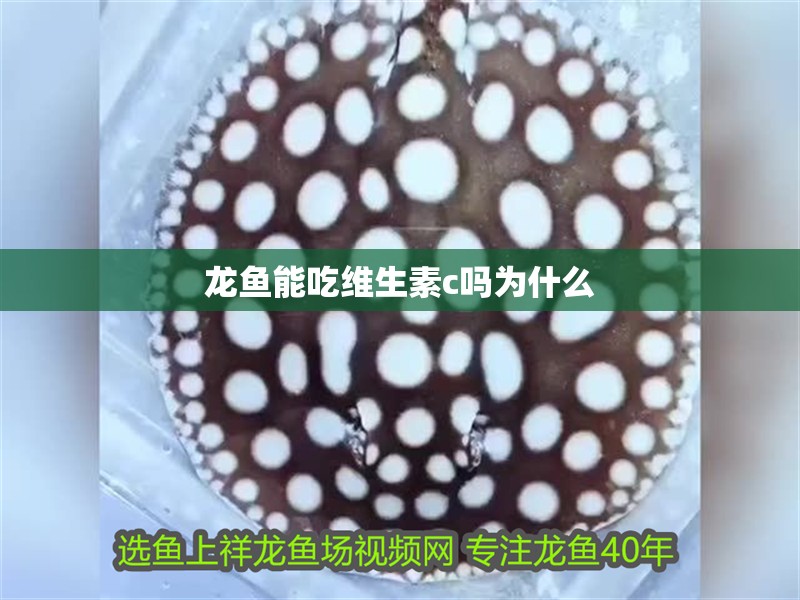 龍魚能吃維生素c嗎為什么