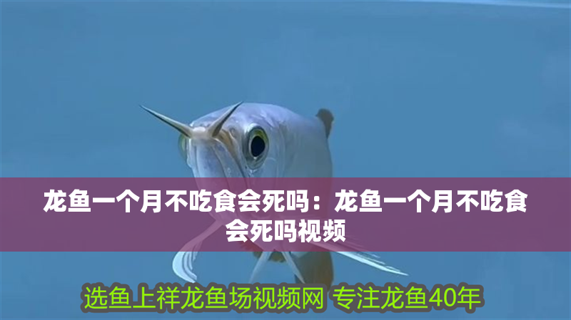 龍魚一個月不吃食會死嗎：龍魚一個月不吃食會死嗎視頻