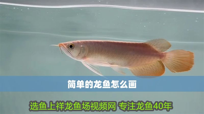 簡單的龍魚怎么畫 龍魚百科 第2張 簡單的龍魚怎么畫 簡單的龍魚怎么畫 龍魚百科 第2張