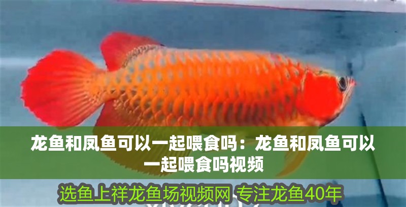 龍魚和鳳魚可以一起喂食嗎:龍魚和鳳魚可以一起喂食嗎視頻 水族問答 龍魚和鳳魚可以一起喂食嗎:龍魚和鳳魚可以一起喂食嗎視頻 龍魚和鳳魚可以一起喂食嗎:龍魚和鳳魚可以一起喂食嗎視頻 水族問答