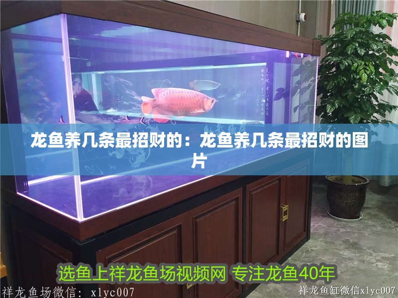 龍魚養幾條最招財的：龍魚養幾條最招財的圖片