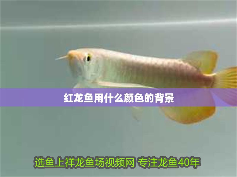紅龍魚用什么顏色的背景