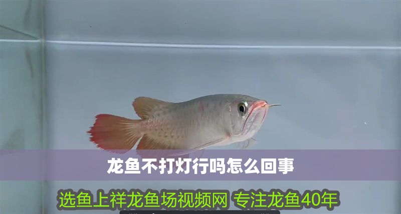 龍魚不打燈行嗎怎么回事 龍魚不打燈行嗎怎么回事 龍魚百科 第2張