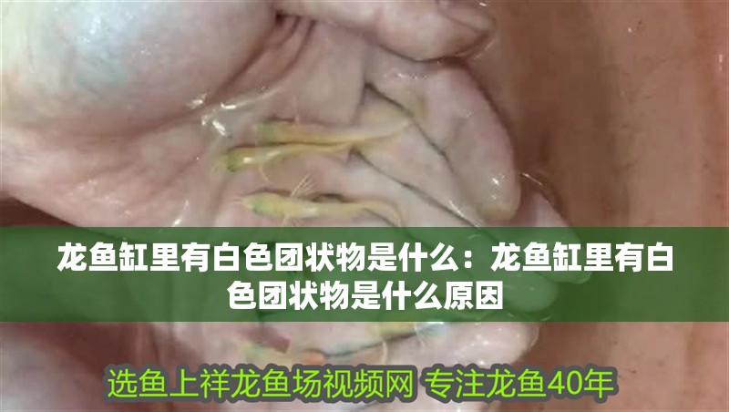 龍魚缸里有白色團狀物是什么：龍魚缸里有白色團狀物是什么原因