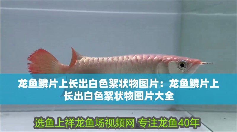 龍魚鱗片上長出白色絮狀物圖片：龍魚鱗片上長出白色絮狀物圖片大全