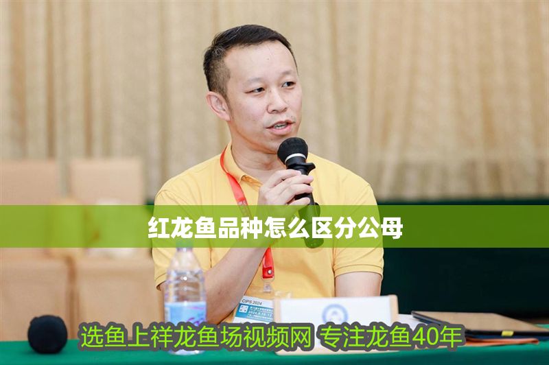 紅龍魚品種怎么區分公母 紅龍魚品種怎么區分公母 龍魚百科 第1張