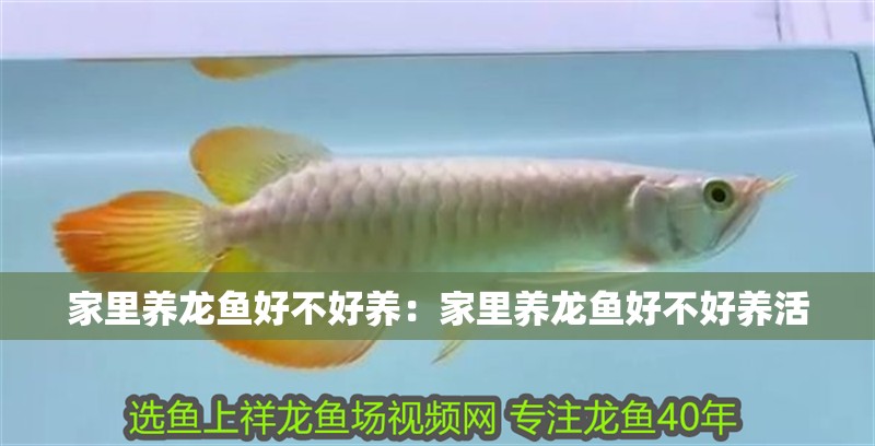 家里養(yǎng)龍魚好不好養(yǎng):家里養(yǎng)龍魚好不好養(yǎng)活 水族問答 家里養(yǎng)龍魚好不好養(yǎng):家里養(yǎng)龍魚好不好養(yǎng)活 家里養(yǎng)龍魚好不好養(yǎng):家里養(yǎng)龍魚好不好養(yǎng)活 水族問答