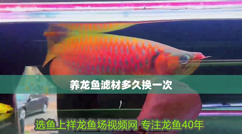 養(yǎng)龍魚(yú)濾材多久換一次