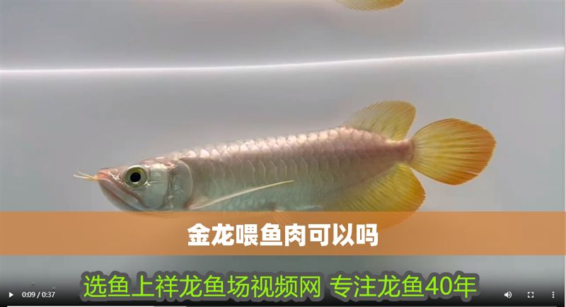 金龍喂魚肉可以嗎