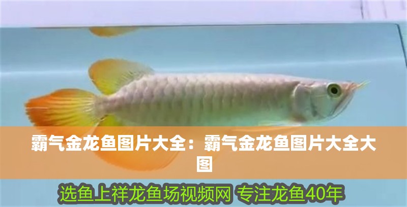 霸氣金龍魚(yú)圖片大全：霸氣金龍魚(yú)圖片大全大圖