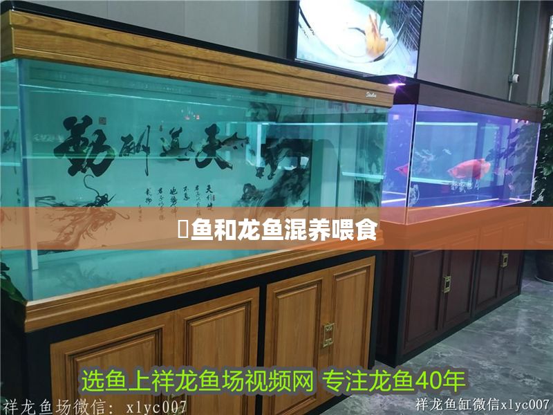 魟魚和龍魚混養喂食