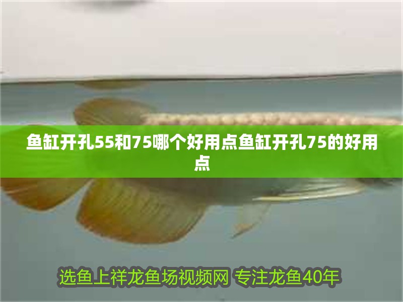 魚缸開孔55和75哪個好用點魚缸開孔75的好用點