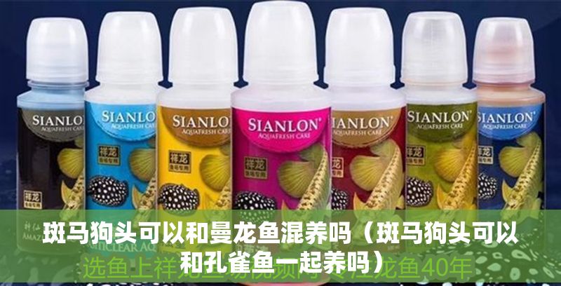 斑馬狗頭可以和曼龍魚混養嗎（斑馬狗頭可以和孔雀魚一起養嗎）