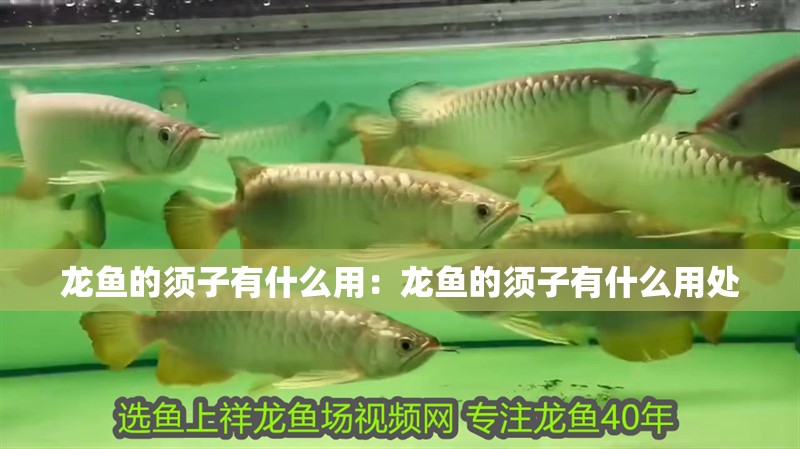 龍魚的須子有什么用：龍魚的須子有什么用處