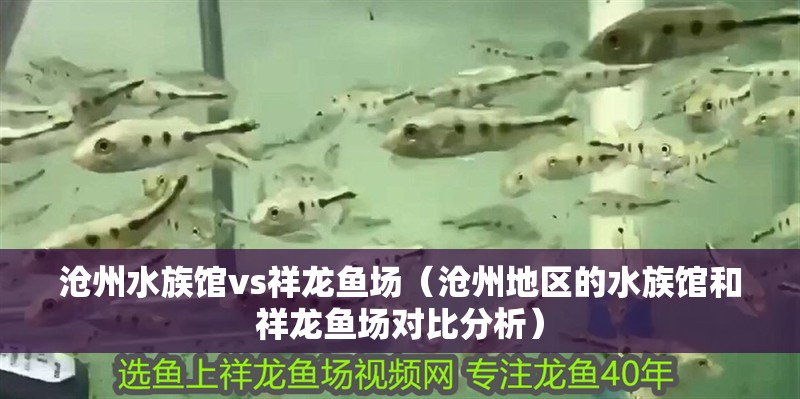 滄州水族館vs祥龍魚場（滄州地區(qū)的水族館和祥龍魚場對比分析）