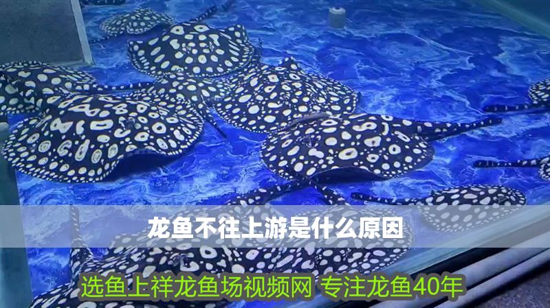 龍魚不往上游是什么原因