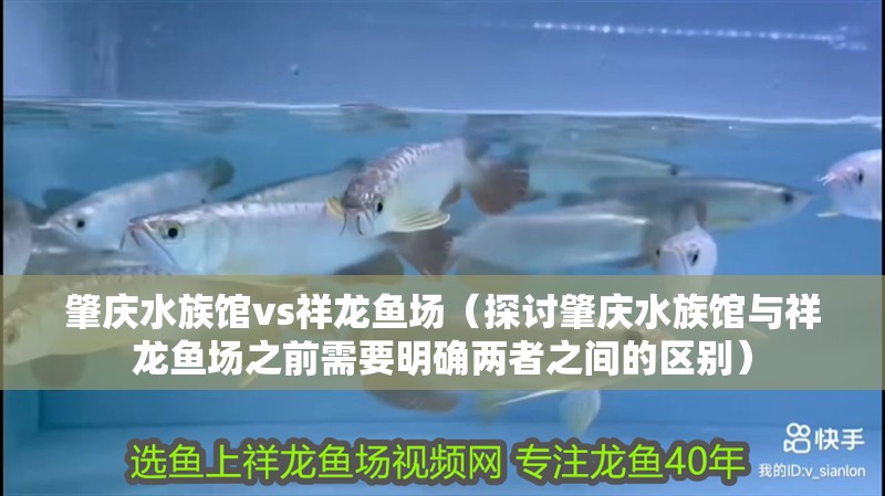 肇慶水族館vs祥龍魚場（探討肇慶水族館與祥龍魚場之前需要明確兩者之間的區(qū)別）