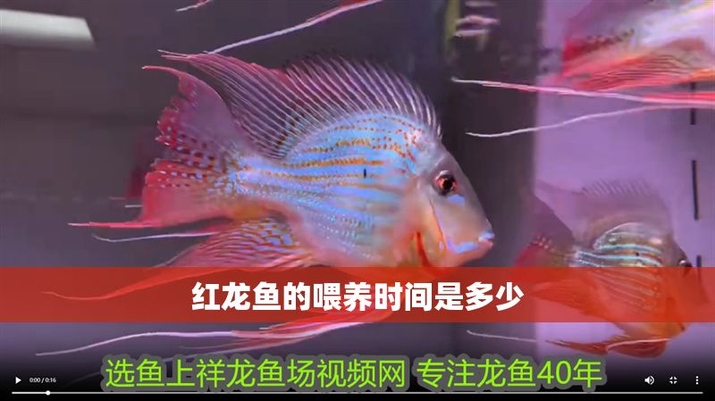 紅龍魚的喂養(yǎng)時間是多少