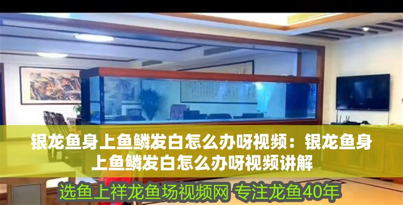 銀龍魚身上魚鱗發白怎么辦呀視頻：銀龍魚身上魚鱗發白怎么辦呀視頻講解