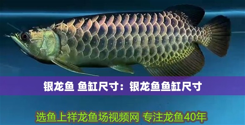 銀龍魚 魚缸尺寸:銀龍魚魚缸尺寸 水族問答 第2張 銀龍魚 魚缸尺寸:銀龍魚魚缸尺寸 銀龍魚 魚缸尺寸:銀龍魚魚缸尺寸 水族問答 第2張