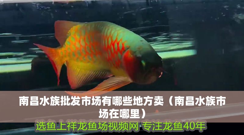 南昌水族批發市場有哪些地方賣(南昌水族市場在哪里) 龍魚百科 第1張 南昌水族批發市場有哪些地方賣(南昌水族市場在哪里) 南昌水族批發市場有哪些地方賣(南昌水族市場在哪里) 龍魚百科 第1張