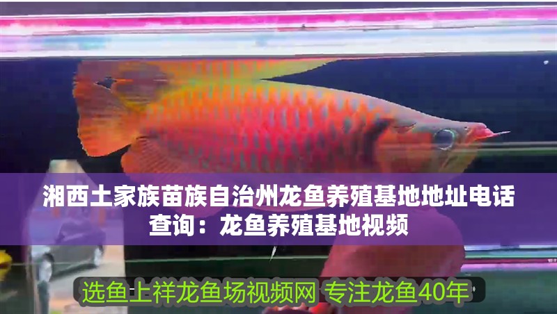 湘西土家族苗族自治州龍魚養殖基地地址電話查詢：龍魚養殖基地視頻