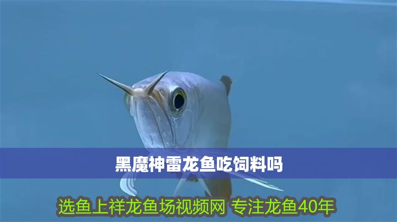黑魔神雷龍魚吃飼料嗎 黑魔神雷龍魚吃飼料嗎 龍魚百科 第1張