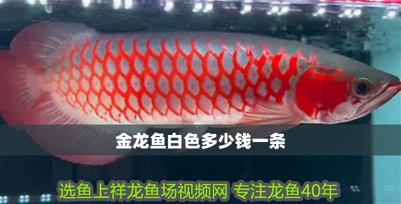 金龍魚白色多少錢一條