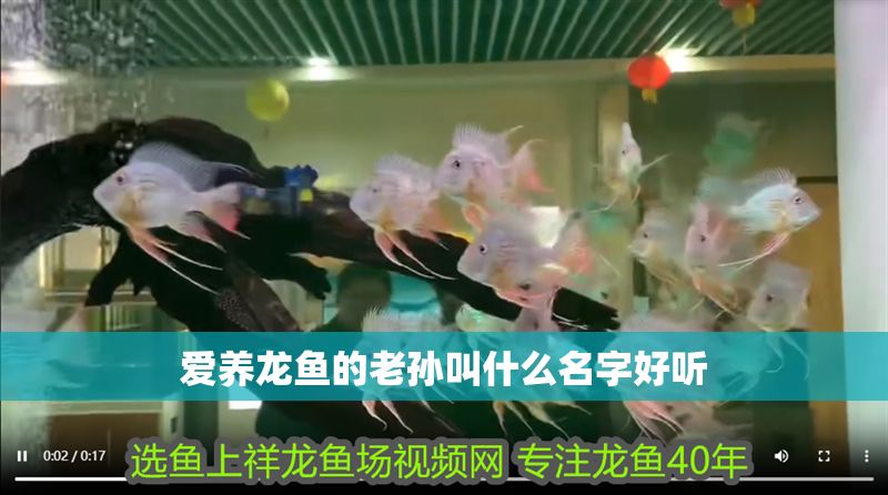 愛養龍魚的老孫叫什么名字好聽