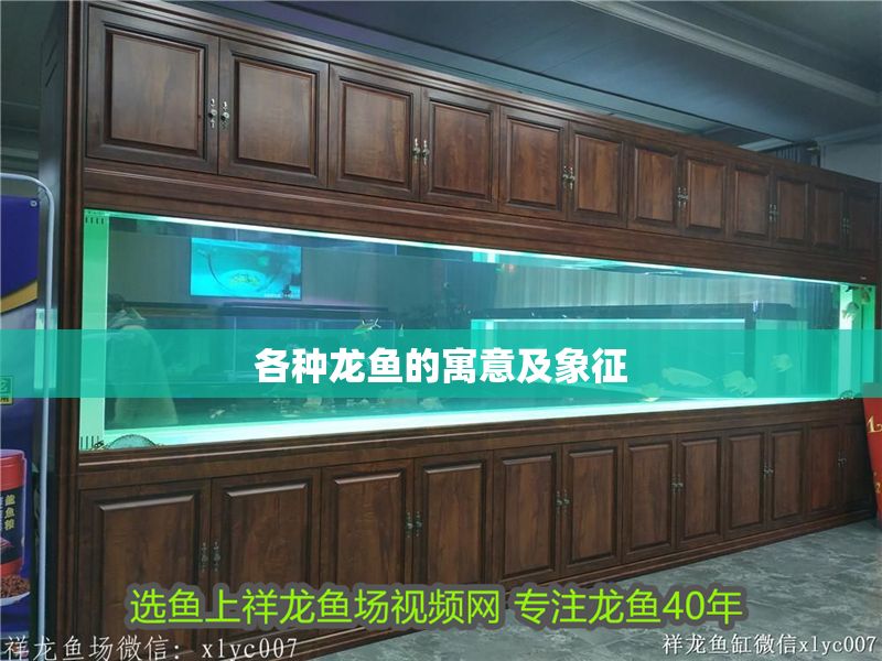 各種龍魚的寓意及象征