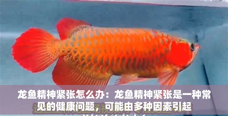 龍魚精神緊張怎么辦：龍魚精神緊張是一種常見的健康問題，可能由多種因素引起