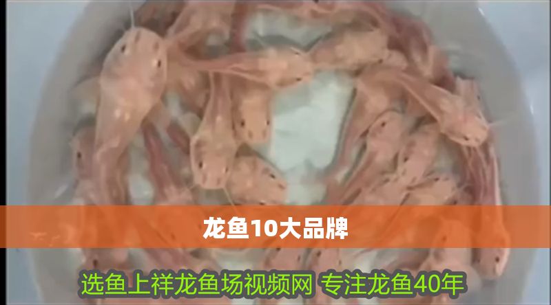 龍魚10大品牌