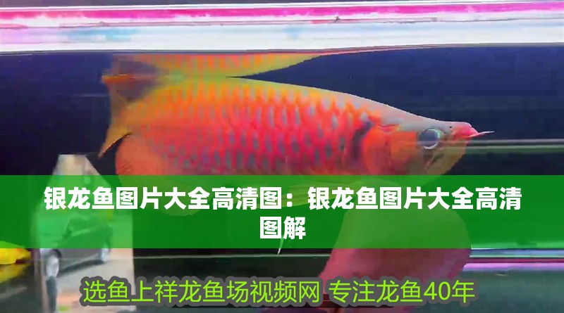 銀龍魚圖片大全高清圖：銀龍魚圖片大全高清圖解
