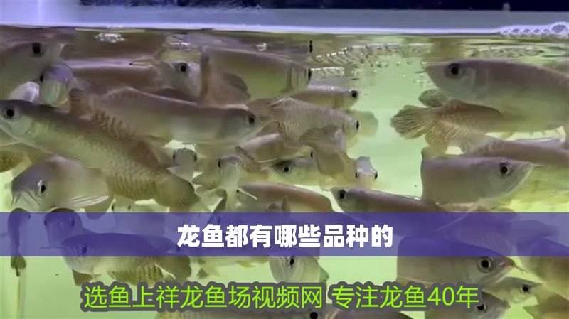 龍魚都有哪些品種的