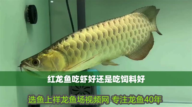 紅龍魚吃蝦好還是吃飼料好