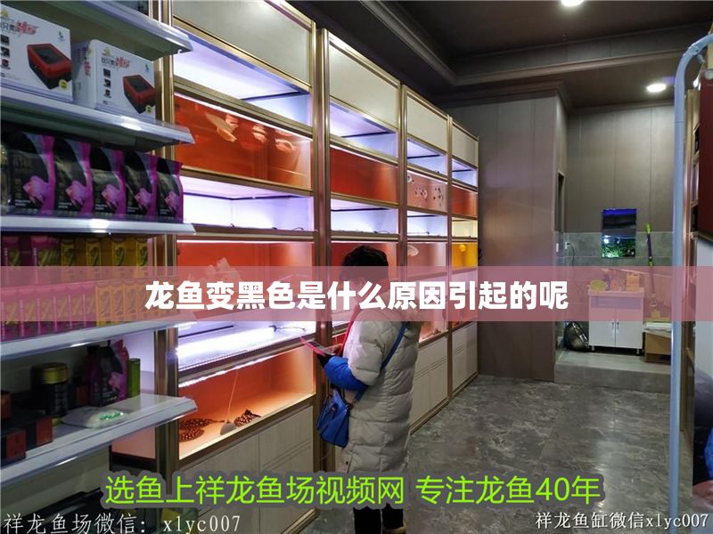 龍魚(yú)變黑色是什么原因引起的呢