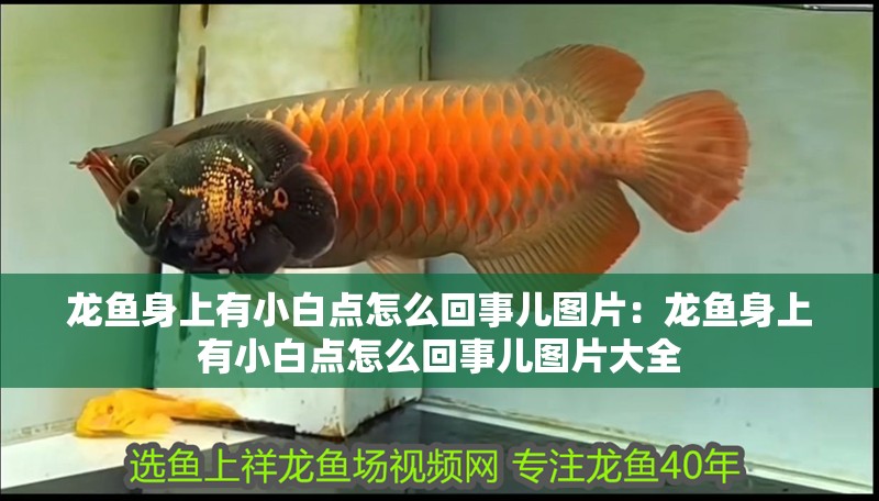 龍魚身上有小白點怎么回事兒圖片：龍魚身上有小白點怎么回事兒圖片大全 龍魚身上有小白點怎么回事兒圖片：龍魚身上有小白點怎么回事兒圖片大全 水族問答