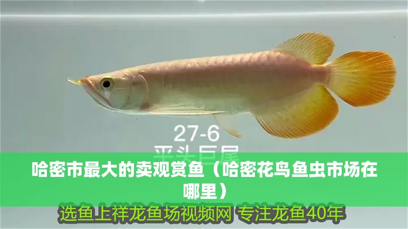 哈密市最大的賣觀賞魚（哈密花鳥魚蟲市場在哪里）