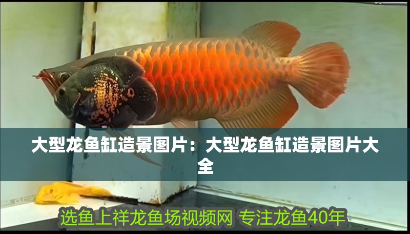 大型龍魚缸造景圖片：大型龍魚缸造景圖片大全